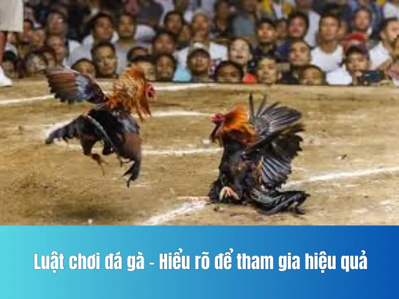 chơi đá gà