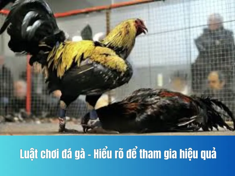chơi đá gà