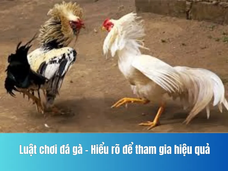 chơi đá gà