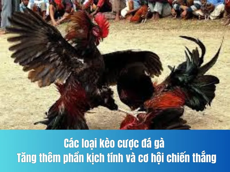 cược đá gà