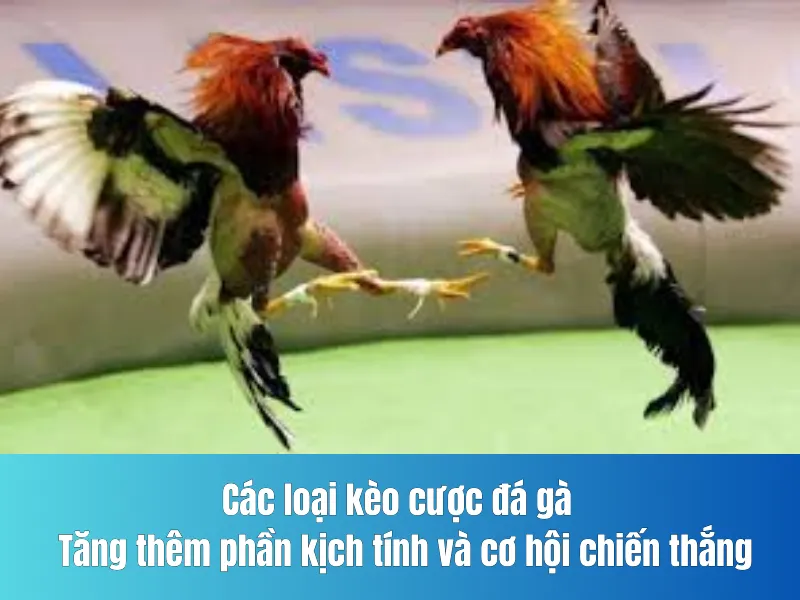 cược đá gà