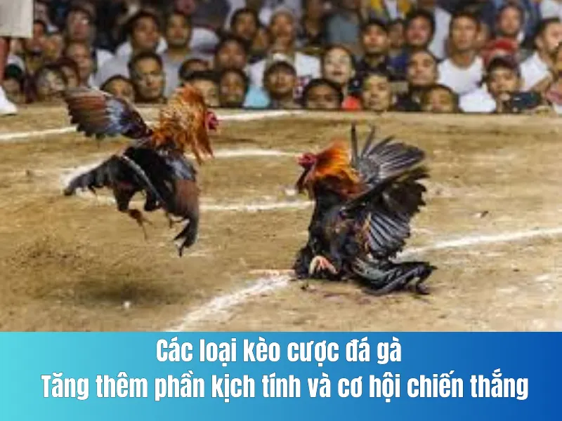 cược đá gà