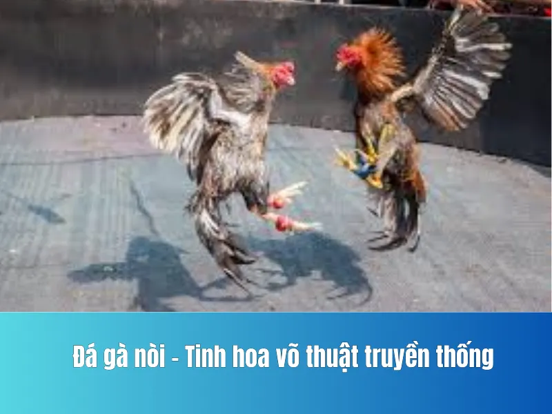 Đá gà nòi