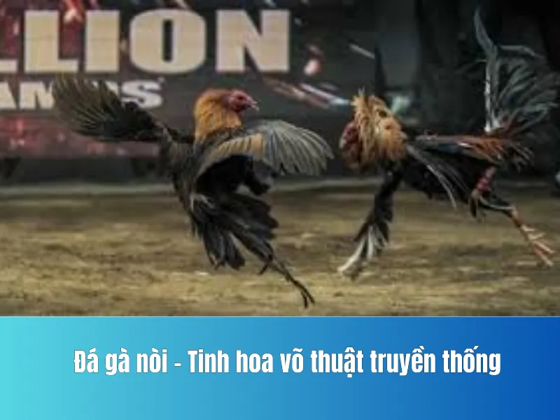 Đá gà nòi