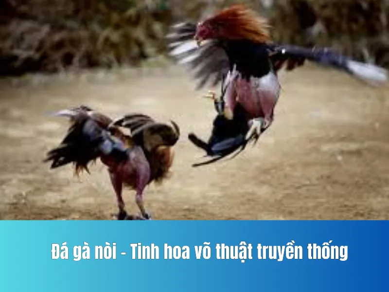 Đá gà nòi