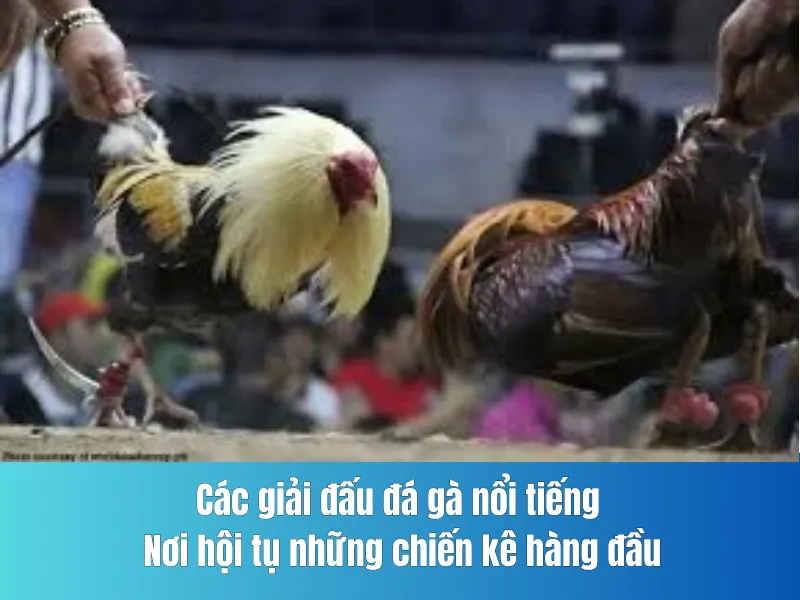 đấu đá gà