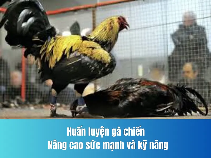 Chọn gà chiến