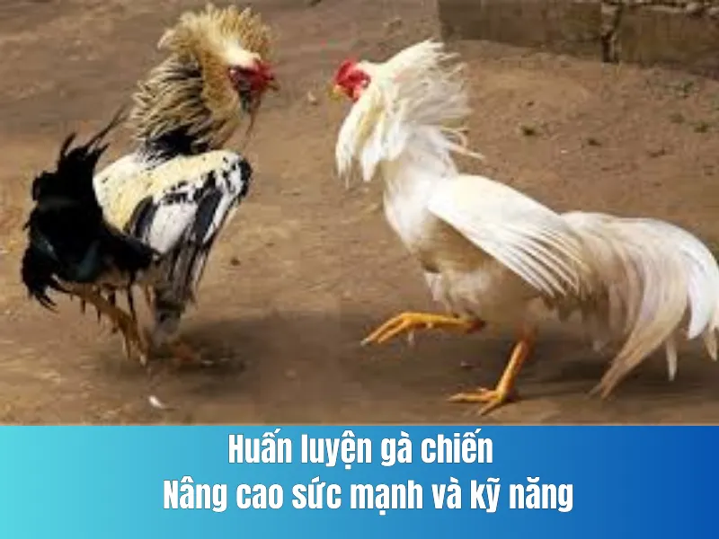 Chọn gà chiến