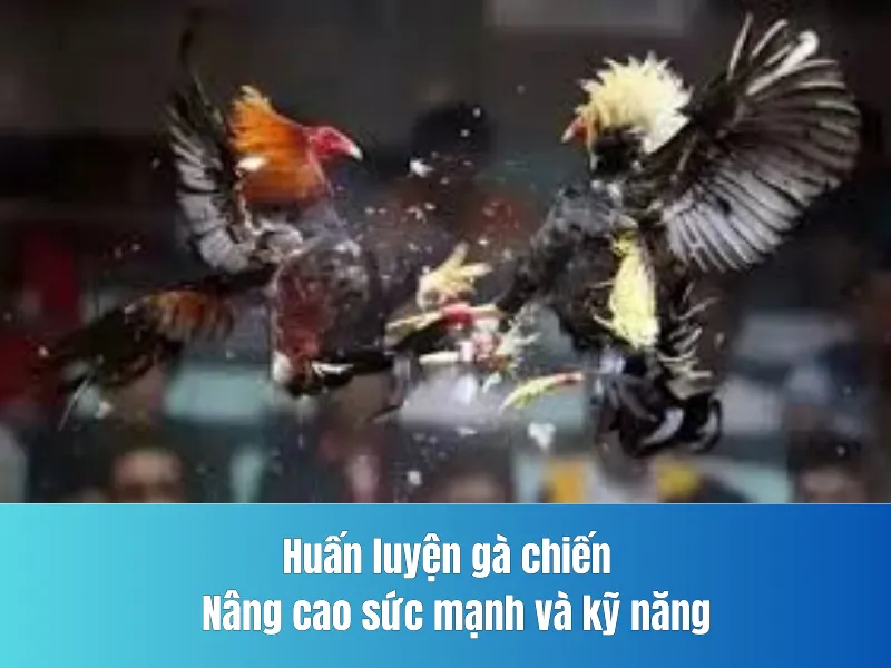 Chọn gà chiến