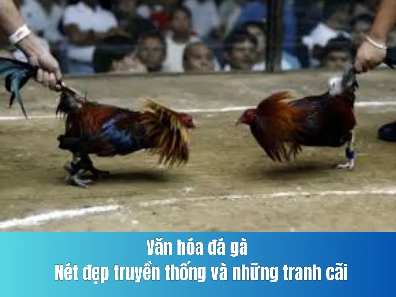 Văn hóa đá gà