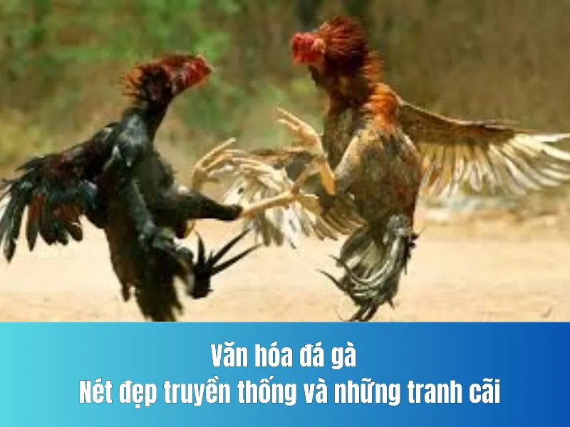 Văn hóa đá gà